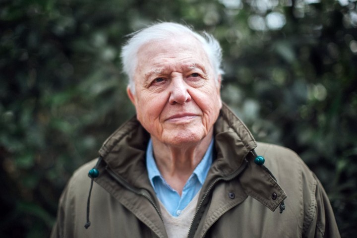 Britain's 'underwater forests' could be key to beating climate change says Sir David Attenborough.